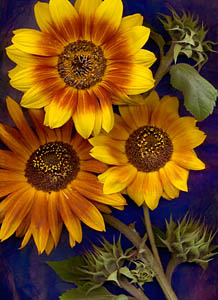 Three Sunflowers